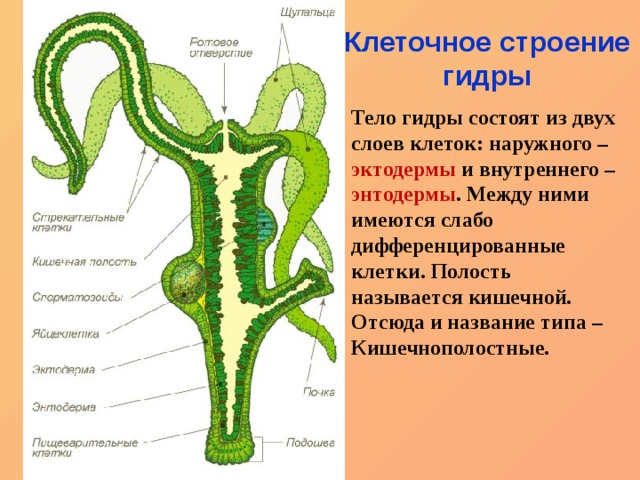 Не зачисляются деньги на кракен